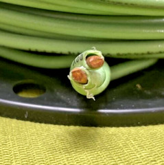 Encore Wire, #10, THHN, Solid Copper Wire, Green @18 lbs.