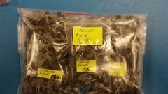 (10 PCS) S101E TECCOR SCR, Rectifier 1A I(T)RMS 1000mA I(T) 100V V(DRM) TO-92