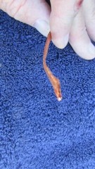 Full Roll of Flat Braided Braided Copper Wire 3/16″ Wide Ground Strap USA